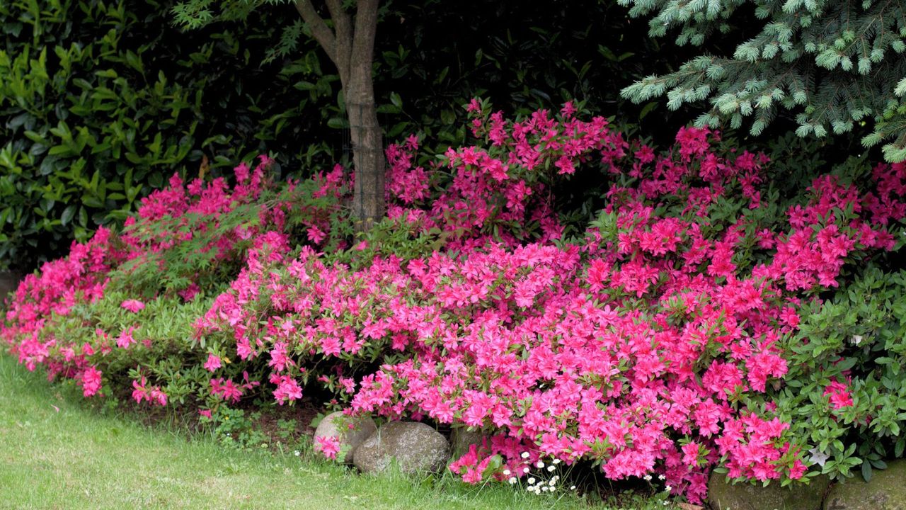 Pink Blooming Azaleas Planted Under Tree at Woodland&#039;s Edge