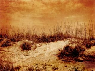 beach dunes