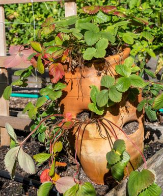 Strawberry plants growing in a strawberry pot