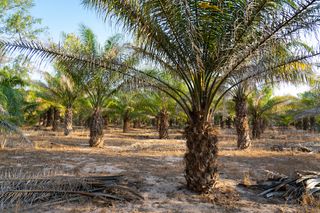 Photo showing palm trees in a palm oil plantation.
