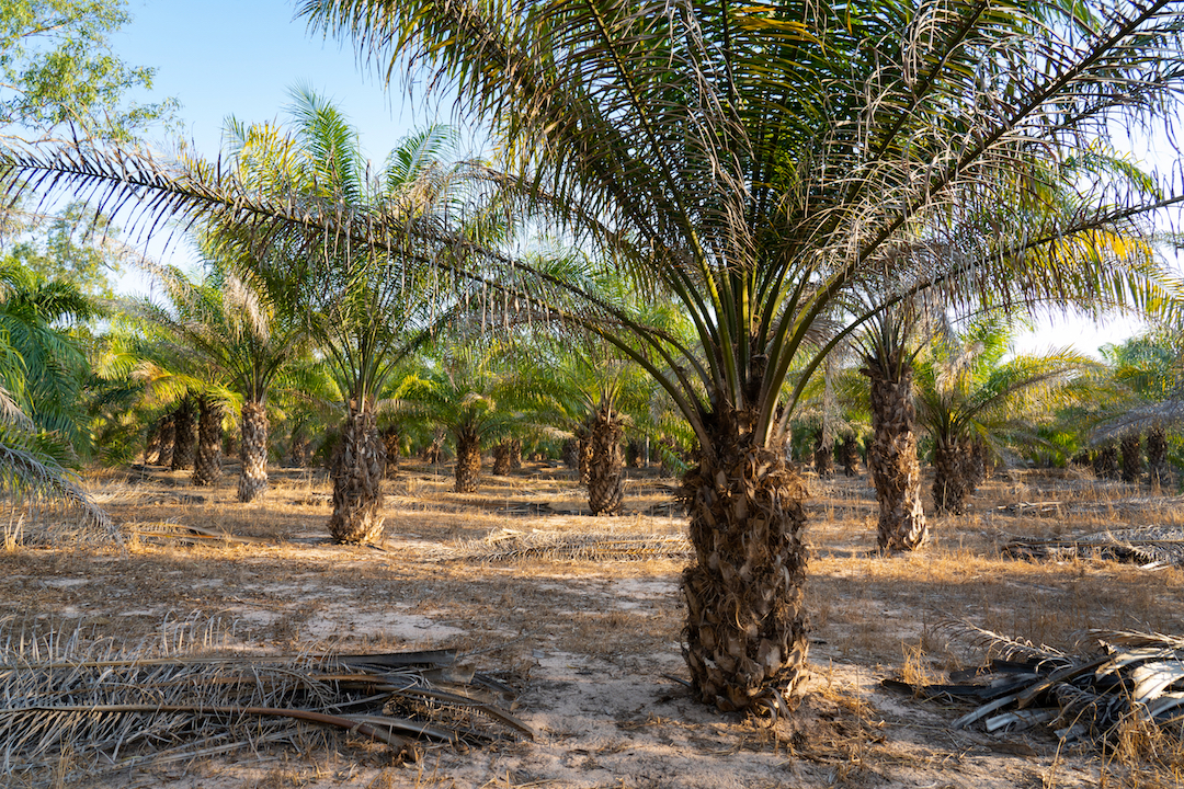 palm oil tree