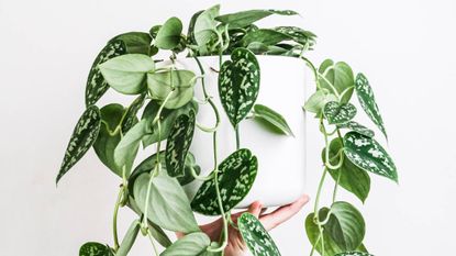 How to keep your houseplants alive