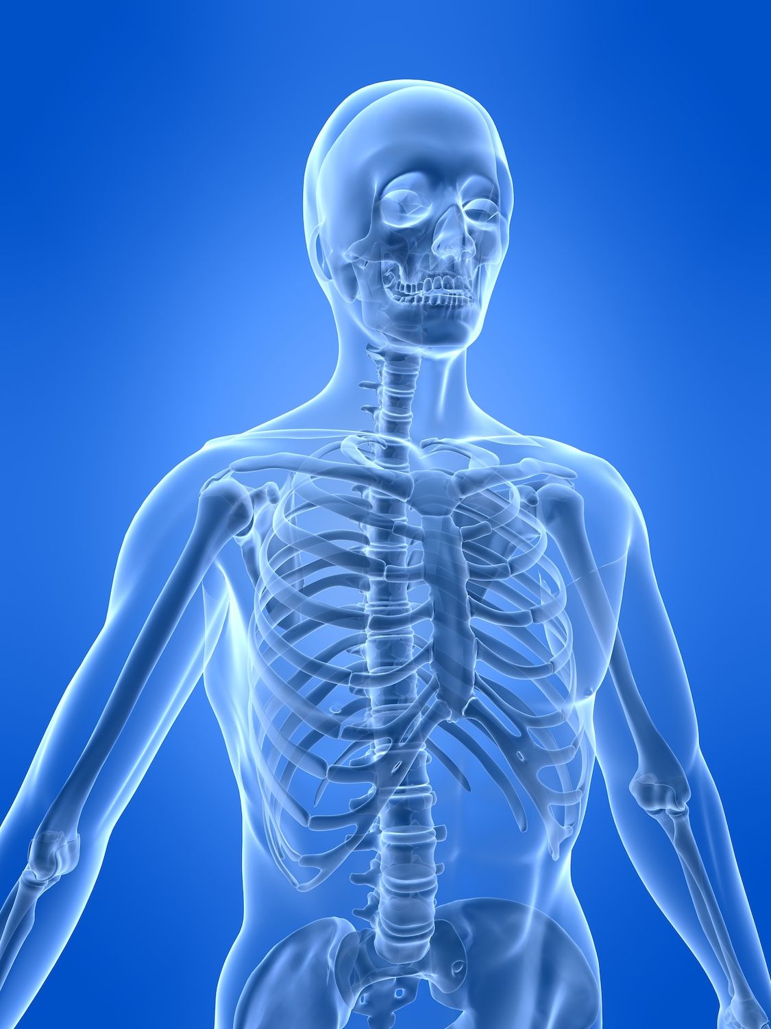 A 3D illustration of the human skeletal system.