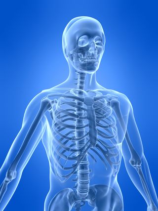 The Human Skeletal System Live Science - 