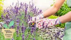Woman wearing floral gardening gloves pruning lavender
