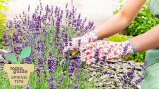 Woman wearing floral gardening gloves pruning lavender