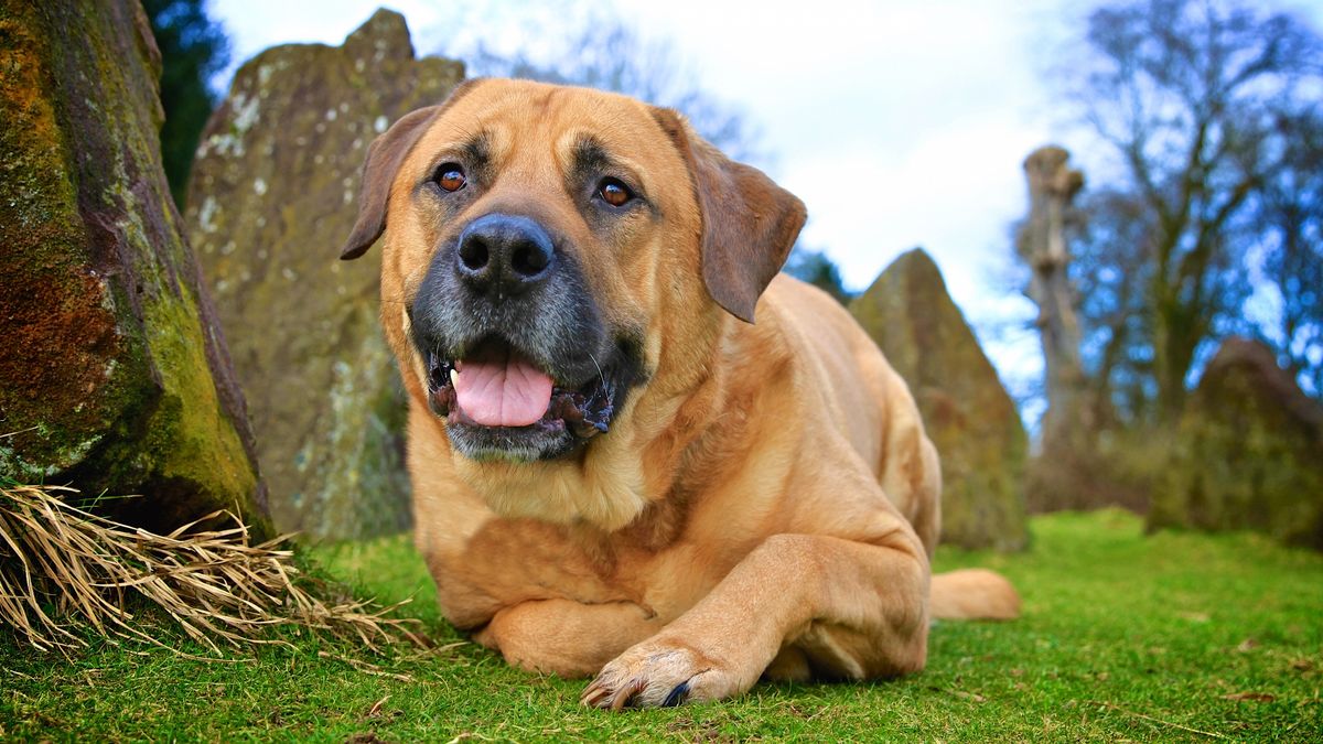 Bullmastiff dog lying down outside