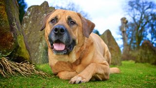 Bullmastiff facts: Bullmastiff dog lying down outside