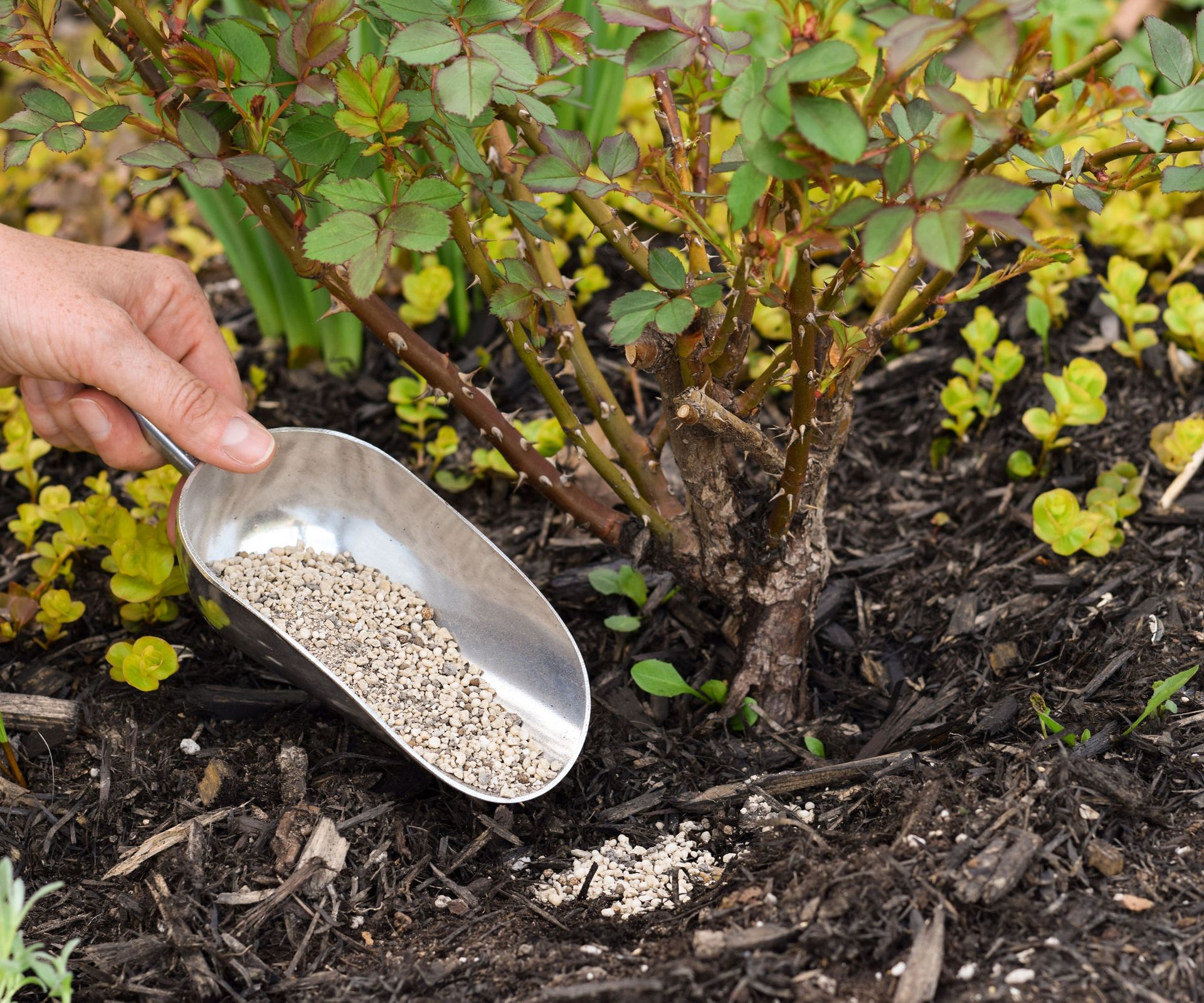 bonemeal being tipped into garden soil