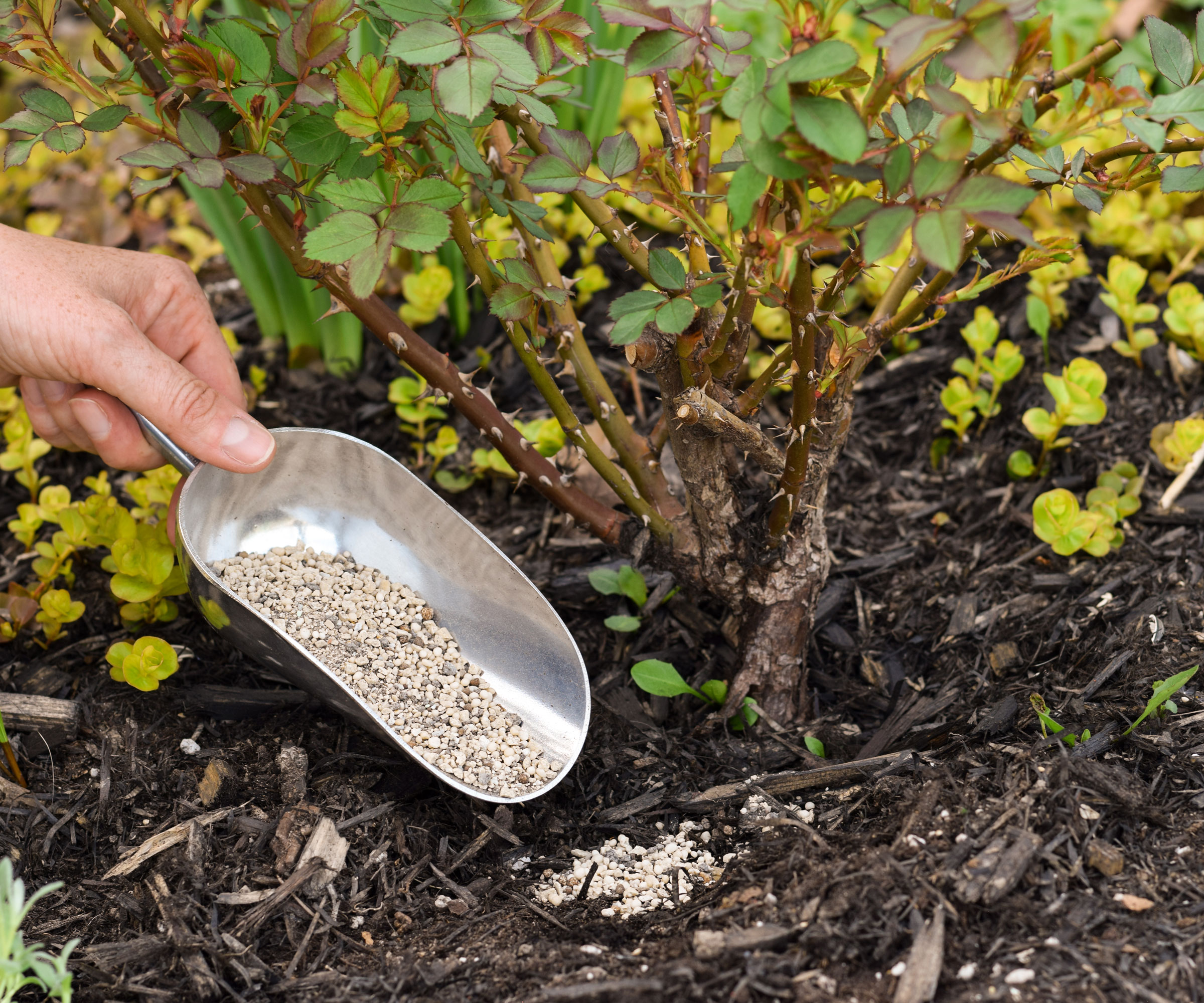 bonemeal being tipped into garden soil