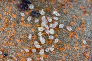 Mites, small arachnids (Acaridae, Oribatid moss mite, Oribatida) on the rotting fruit.