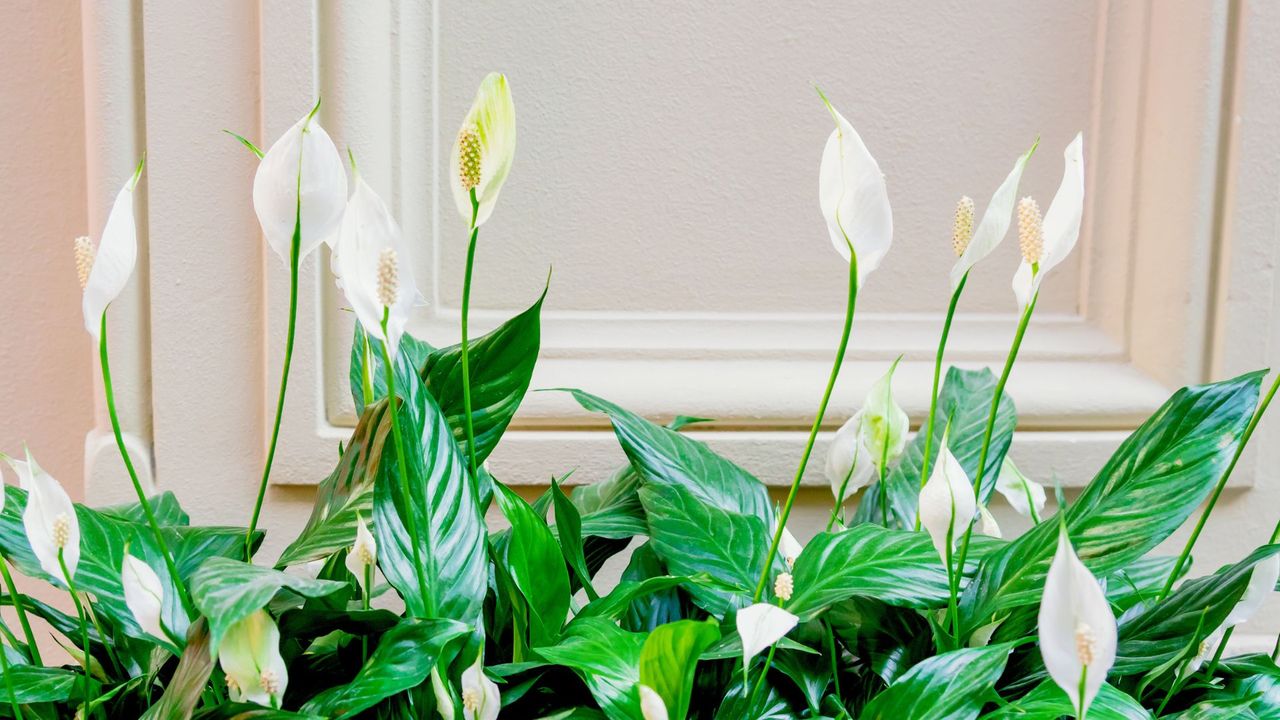 A close-up of an indoor patch of peace lilies