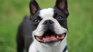 best behaved dog breeds: Boston Terrier