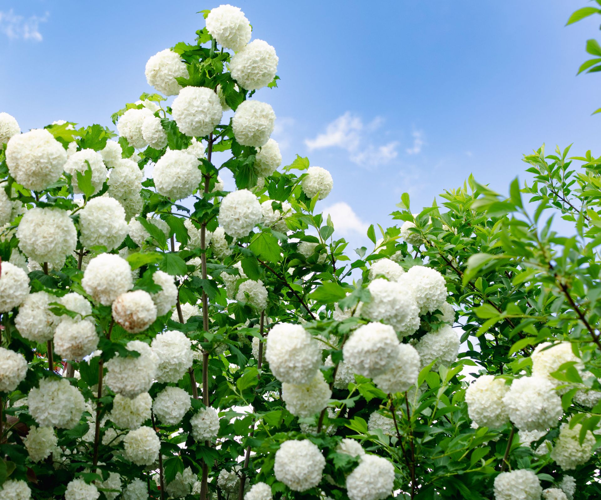 snowball viburnum shrub with large white flowerheads