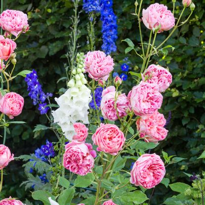 Pink peonies and white foxgloves growing in garden