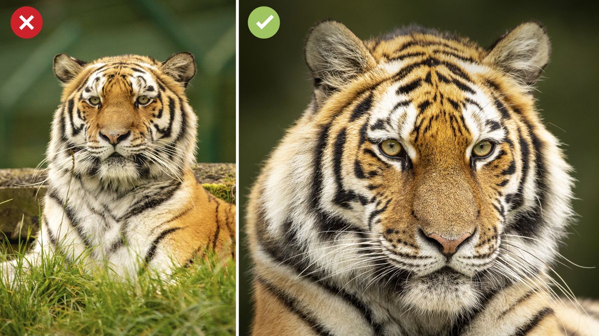 10 pro photography tips for better animal portraits at wildlife ...