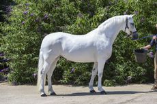 Tyan-Ma-Lady-DSC_4229_214772932_256006232.jpg