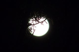 Marina Rossow of Ilfeld, New Mexico captured this striking view of the supermoon shining through a tree branch on Jan. 1, 2018.