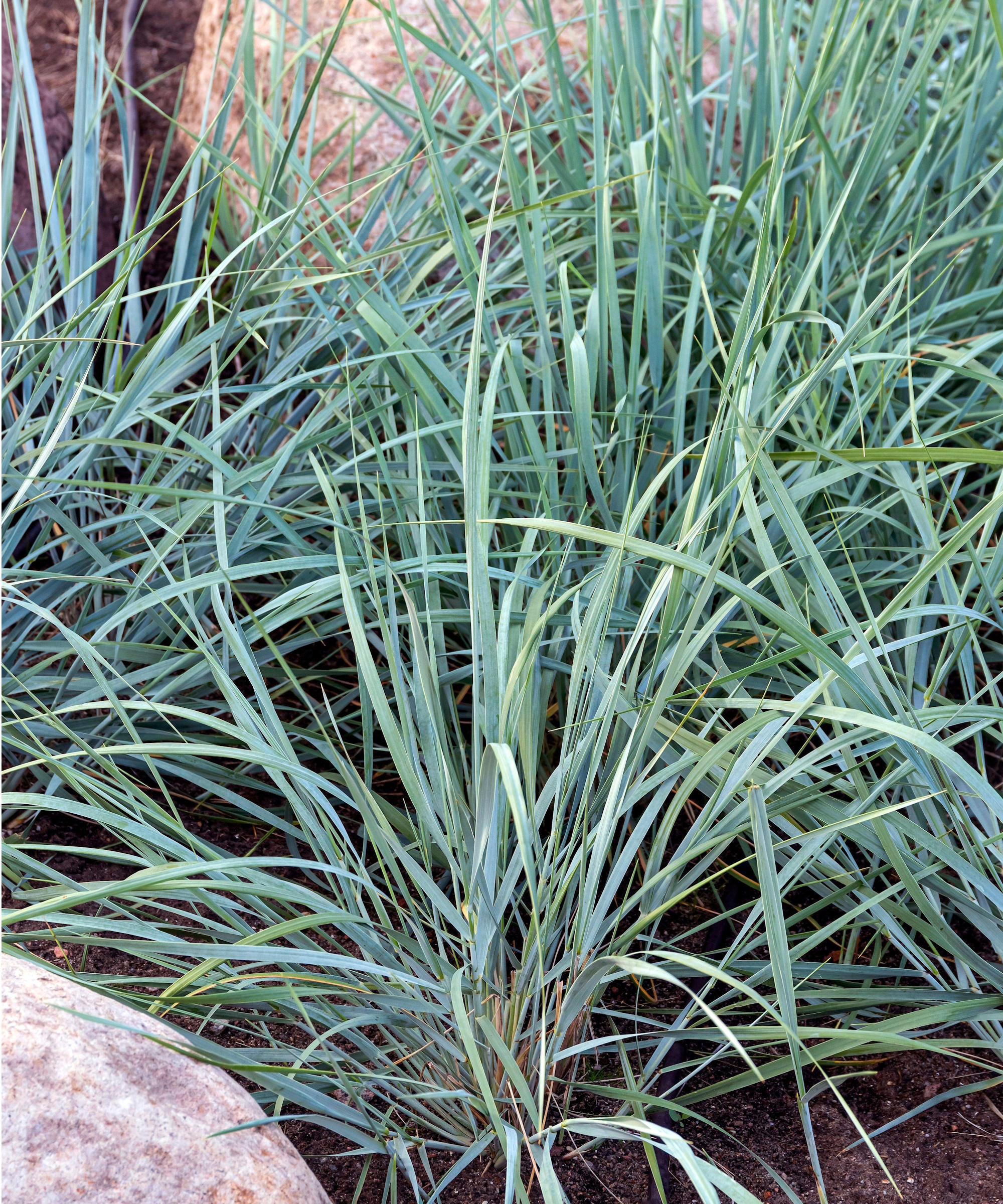 Blue lyme grass