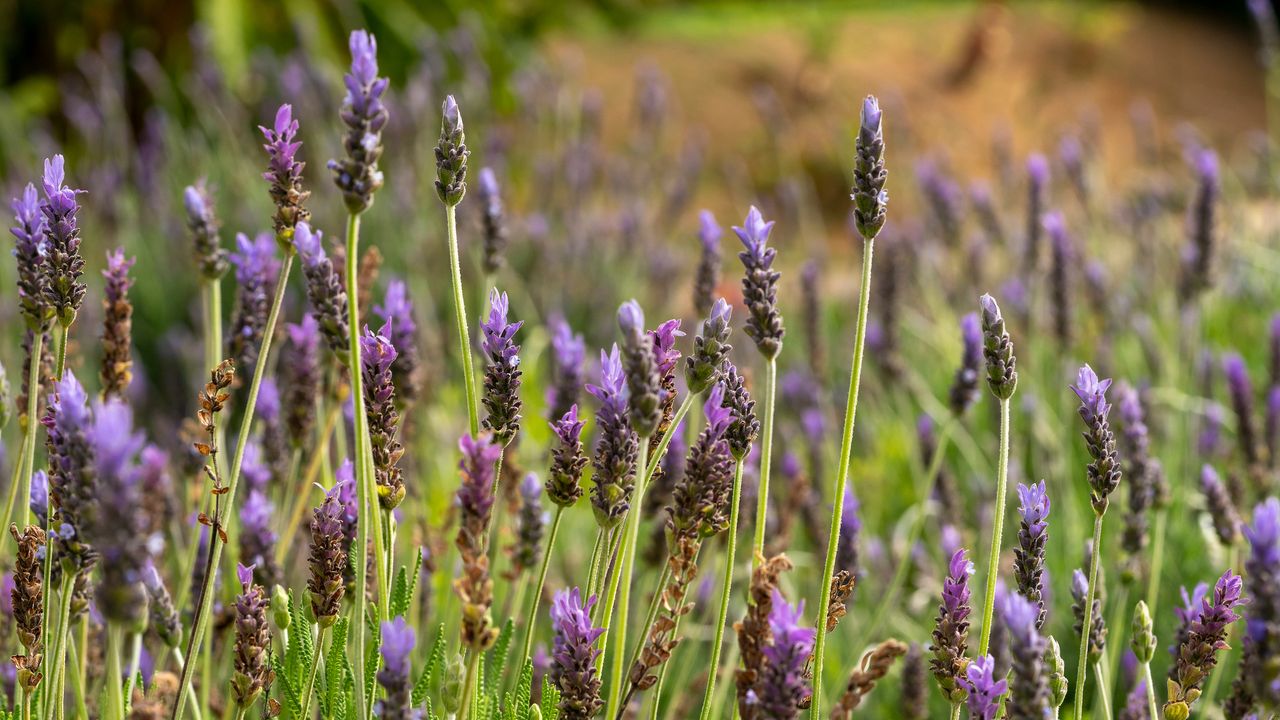 Lavender plant close up