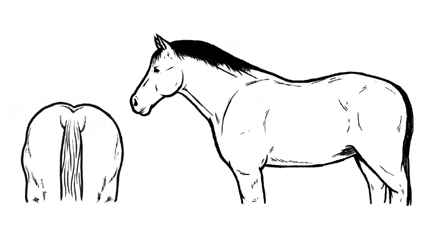 Body condition score for horses