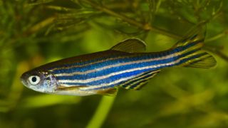 Zebra fish