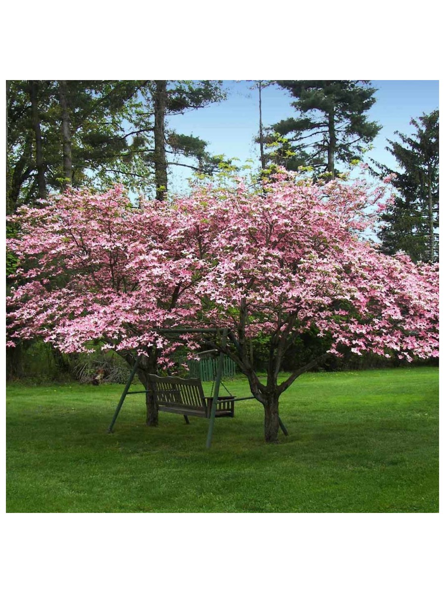 Fast-Growing-Trees.com, Pink Dogwood Tree