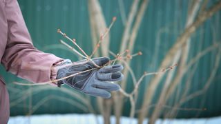 picture of woman holding branch of fruit tree before pruning