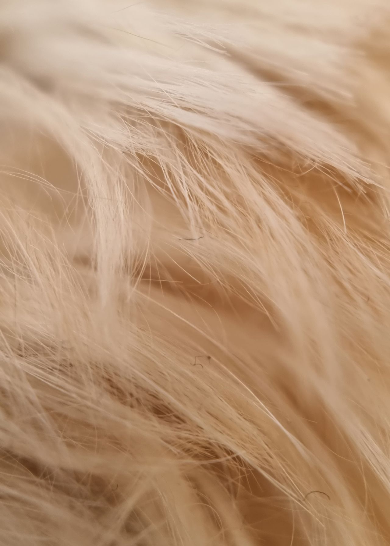 Moment Macro 10x lens review