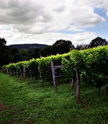 Camel Valley
