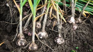 Several bulbs of garlic which have just been harvested and are covered in soil