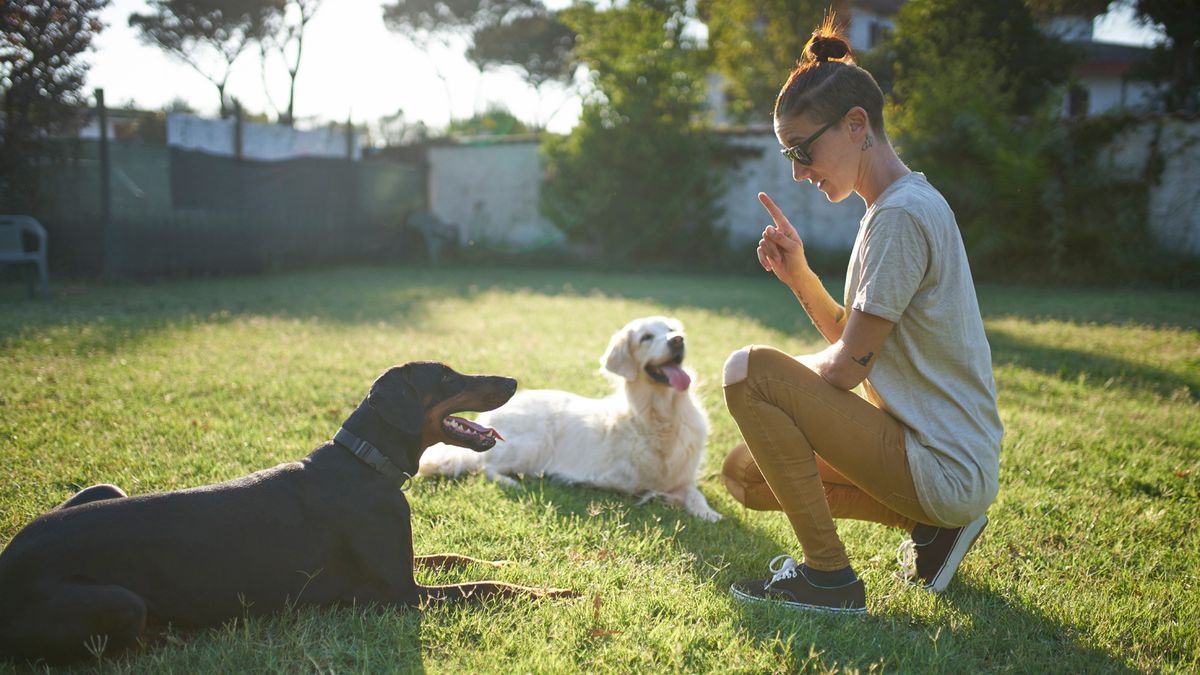 Woman training two dogs outside on some grass