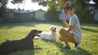 Woman training two dogs outside on some grass