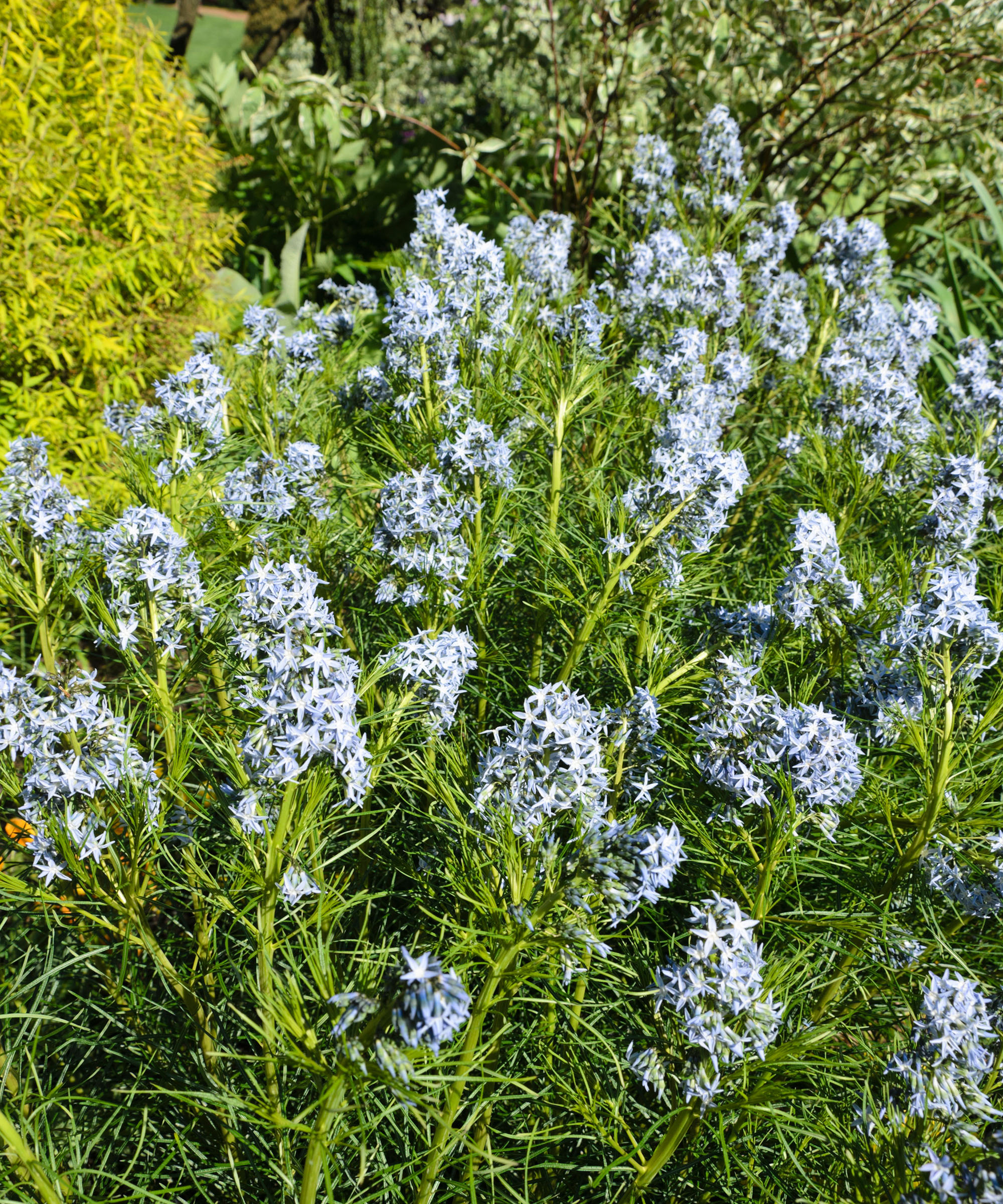 Threadleaf blue star (Amsonia hubrichtii)