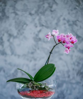 Pink orchid in glass terrarium on blue background