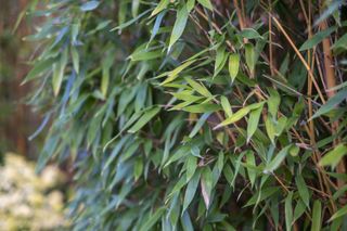 Bamboo tree leaves