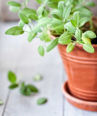 sage plant in terracotta pot indoors