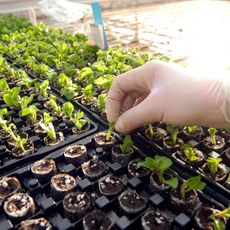 A gloved hand touching seedlings in a seed tray 