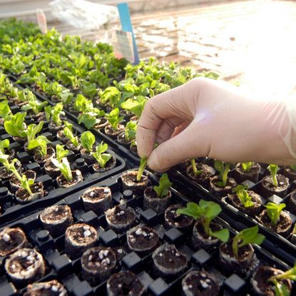 A gloved hand touching seedlings in a seed tray 