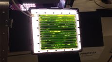 Space Algae
