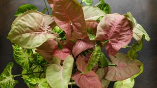 Arrowhead plant in pink and green tones