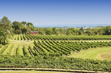 vineyards by lake ontario