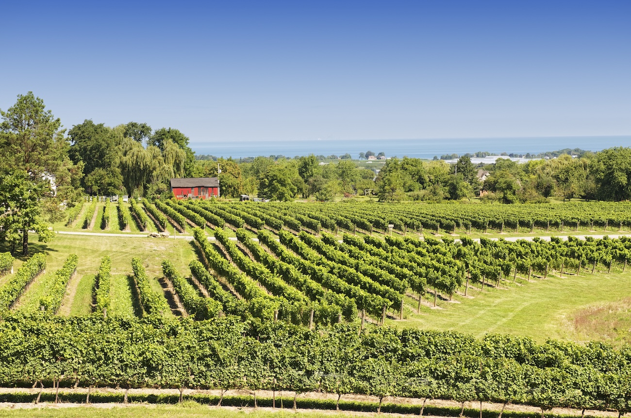 vineyards by lake ontario