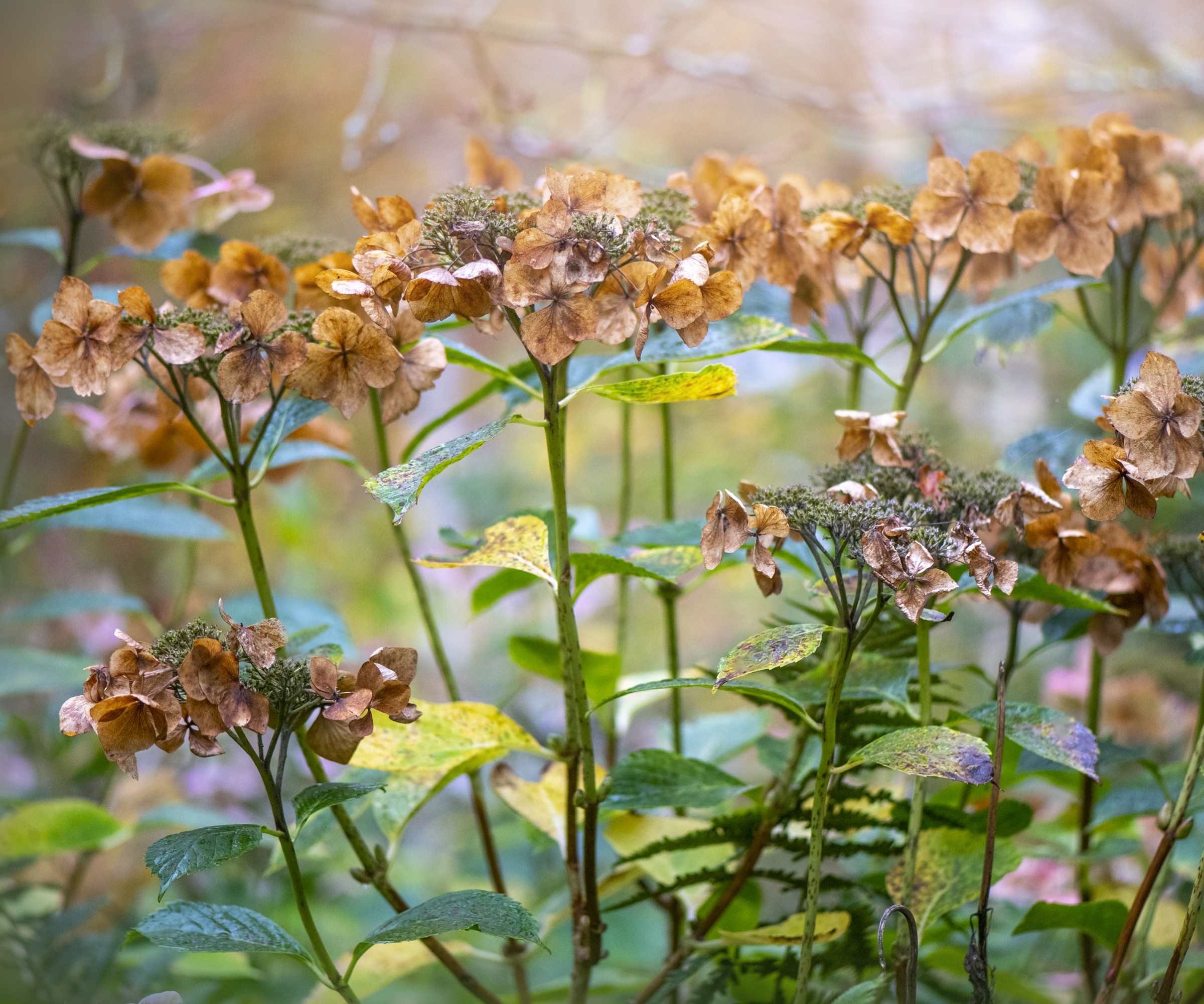 Dried hydrangea flowers in fall garden