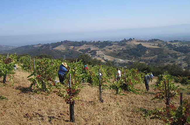 Santa Cruz Mountains producers