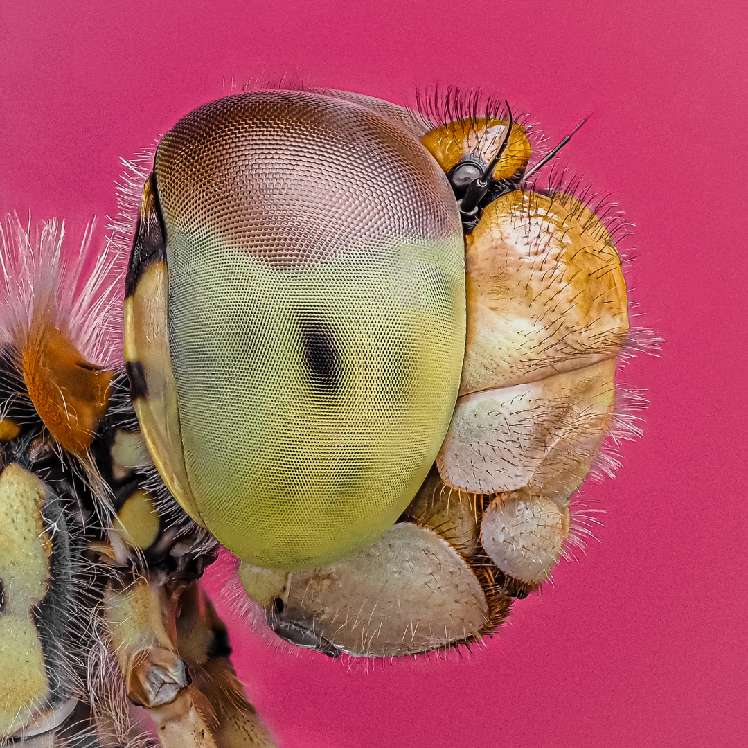 A micro image of an insect on a neon pink background