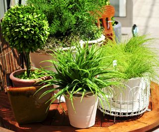 container plants on patio table