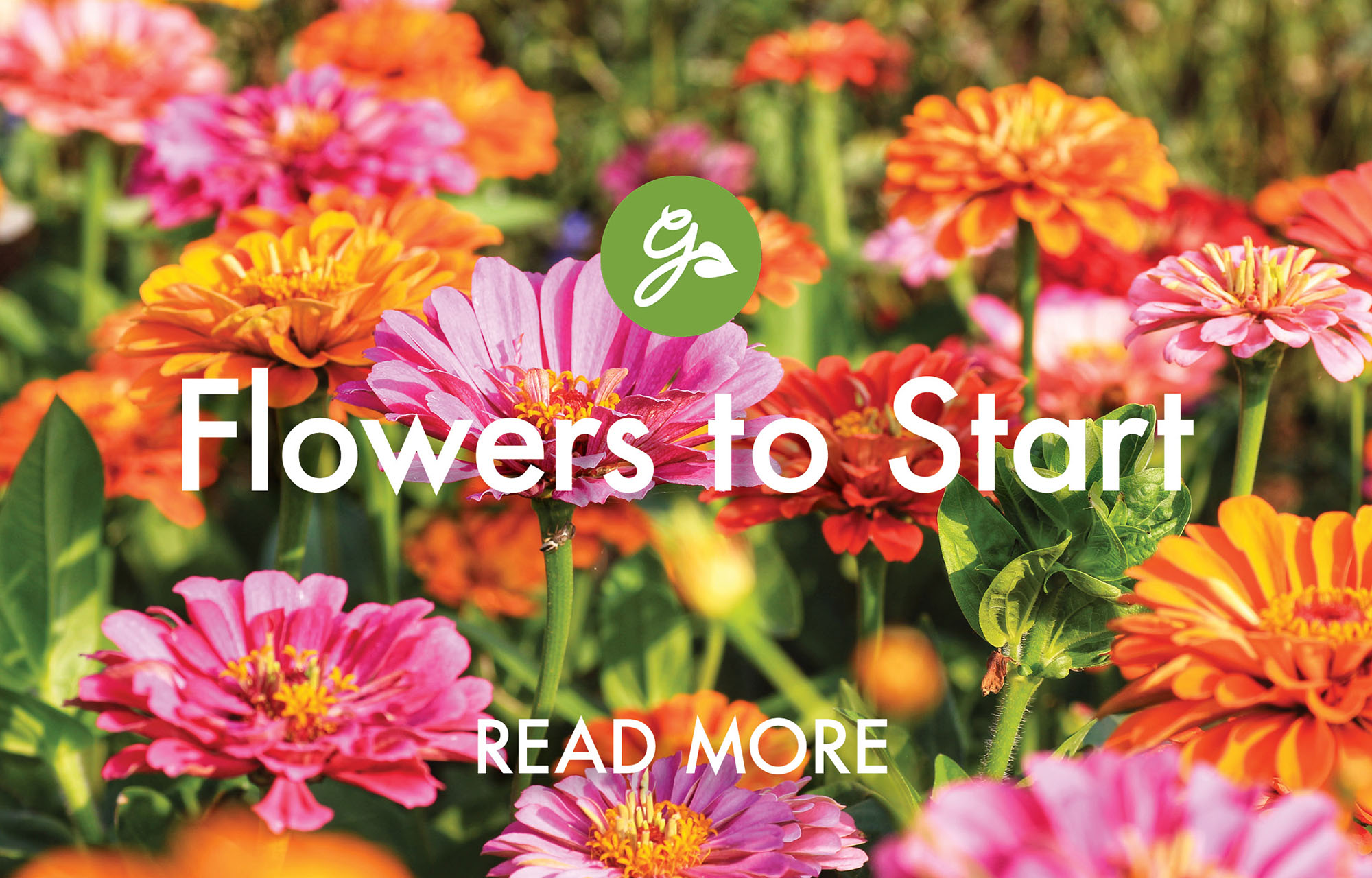 Read more about flowers to start in April. Image shows vibrant zinnias