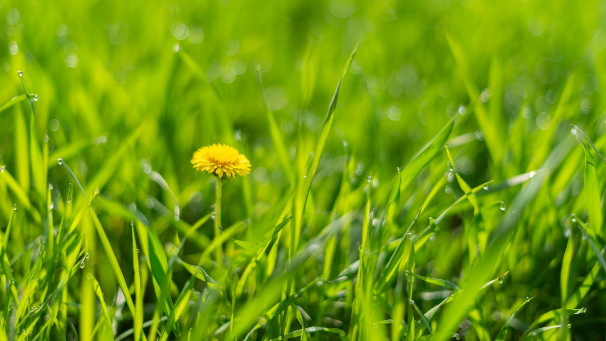 Why is Grass Green? | Live Science