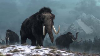 A trio of woolly mammoths trudges over snow covered hills with a mountain range in the background.